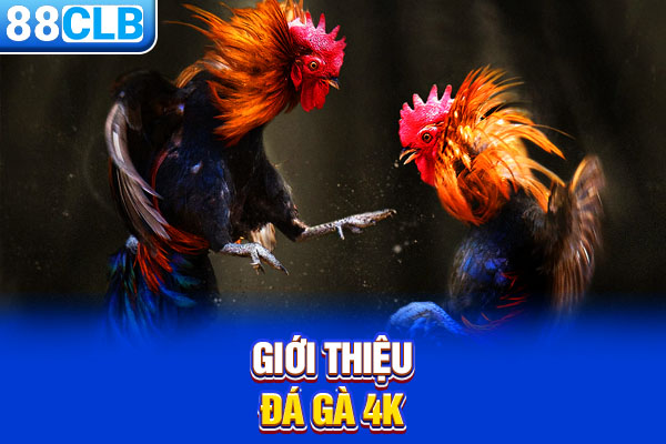 Giới thiệu đá gà 4K